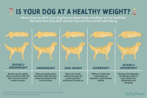 Top Tips on Facilitating Rapid and Safe Weight Loss for Your Beloved Pooch