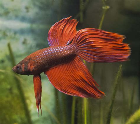 How To Help A Sick Betta Fish