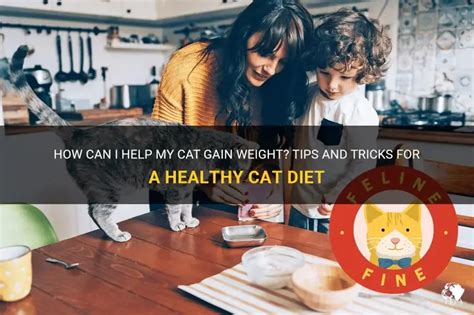 How To Help Your Cat Gain Weight