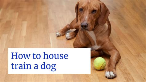 How To House Train A Dog And Prevent Accidents In The House The