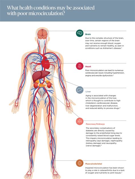 How To Improve Your Microcirculation For Longevity