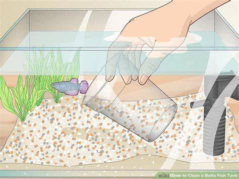 How To Keep A Betta Fish Tank Clean