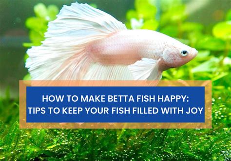 How To Keep Betta Fish Happy