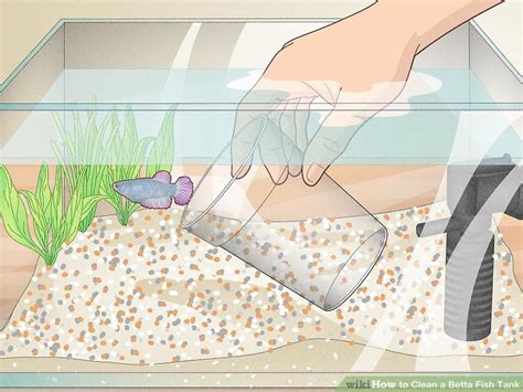 How To Keep Betta Fish Tank Clean