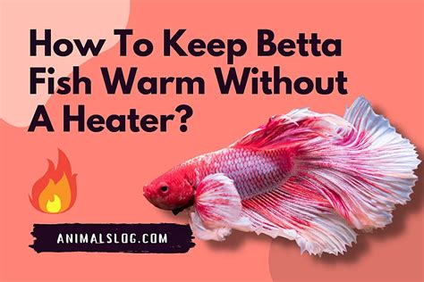 How To Keep Betta Fish Warm Without A Heater