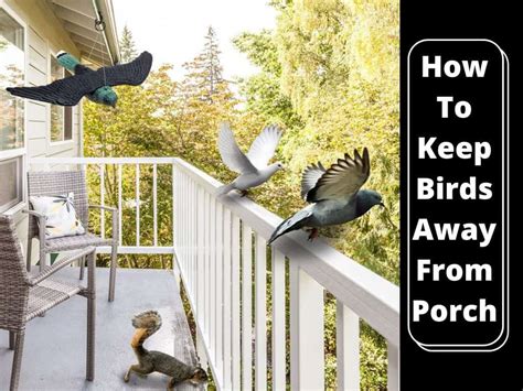 12 Tips on How to Keep Birds from Pooping on My Deck, Porch, Patio and