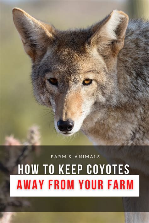 How To Keep Coyotess Away From Farm Animals