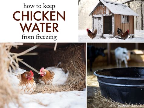 How To Keep Farm Animal Water From Freezing