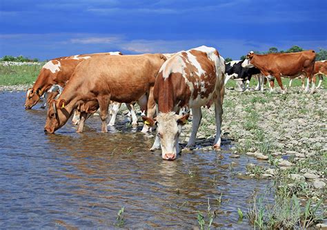 How To Keep Farm Animals Healthy