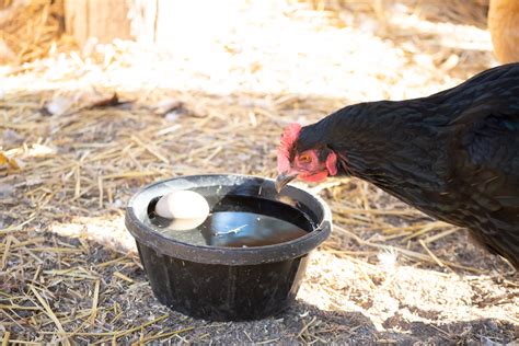 How To Keep Water From Freezing For Farm Animals
