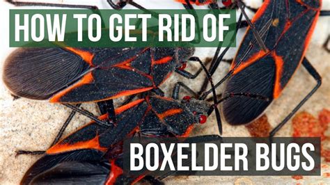 Protect Your Home and Family: Eradicate Box Elder Bugs Once and For All