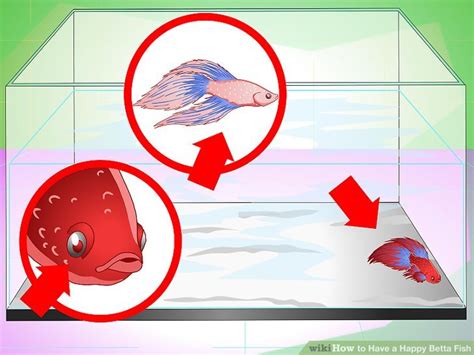 How To Know If Your Betta Fish Is Happy