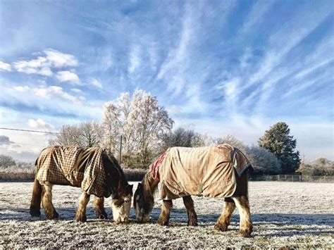 How To Look After Farm Animals