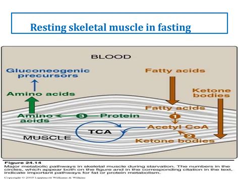 How To Maintain Muscle Mass During Prolonged Fasting