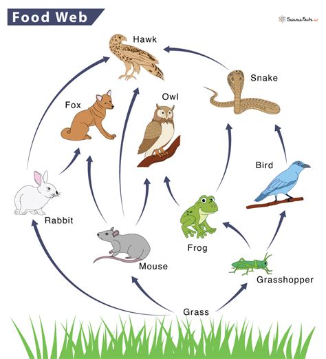 How To Make A Food Web Farm Animals