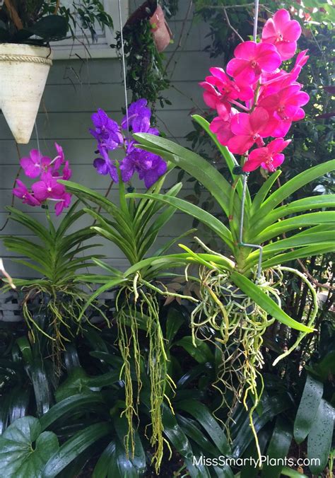 How To Make A Vanda Orchid Bloom