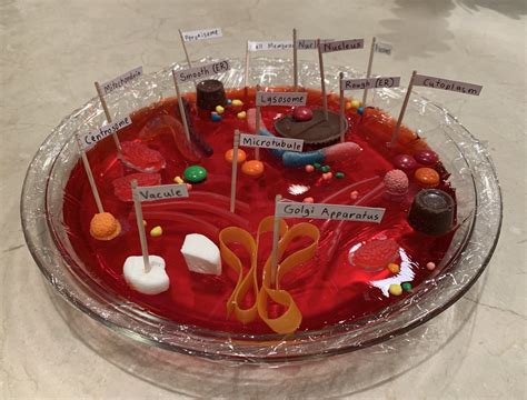 Crafting a Colorful Animal Cell Model from Jello - Step-by-Step Guide!