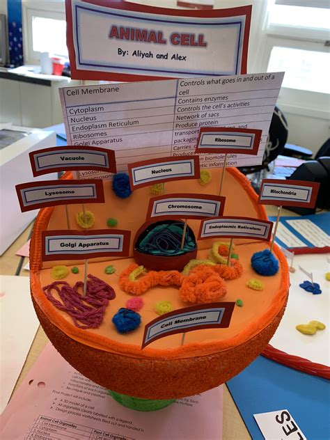 Step-by-Step Guide: Creating an Animal Cell Model from Styrofoam for Science Projects