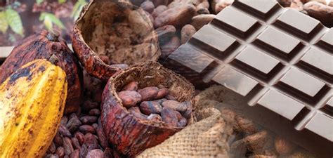 How to Make Chocolate from Scratch: The Complete Guide from Cocoa Bean