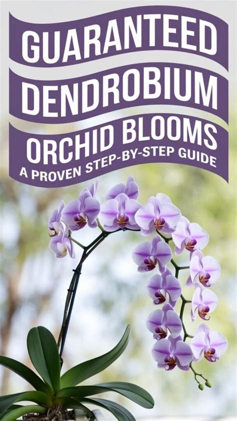 How To Make Dendrobium Bloom
