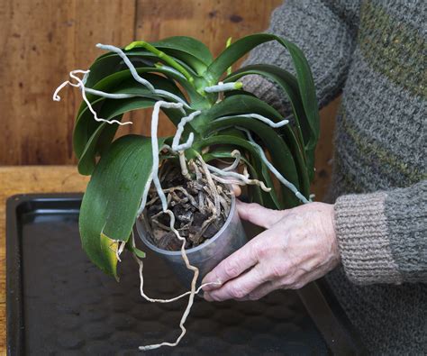 How To Make Potting Mix For Orchids