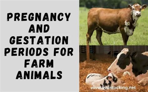 How To Manage Pregnant Farm Animals