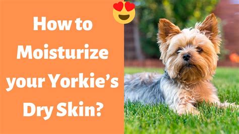 Unleash the Beauty of your Yorkie: A Comprehensive Guide on Nourishing and Moisturizing Dry Skin in Your Furry Friend