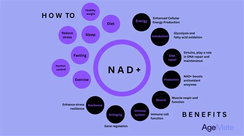 How To Naturally Increase Your Nad+ Levels For Longevity