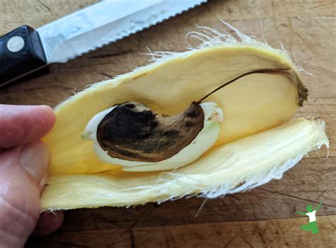 Mango Mastery: Unlock The Secrets of How To Open A Mango with Ease