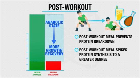 How To Optimize Your Post-Workout Protein Synthesis