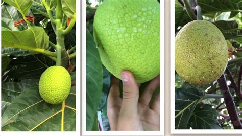 How to Cut and Eat Breadfruit (Practical Guide)
