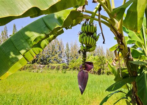 10 Easy Steps for Planting Delicious Bananas in Your Backyard
