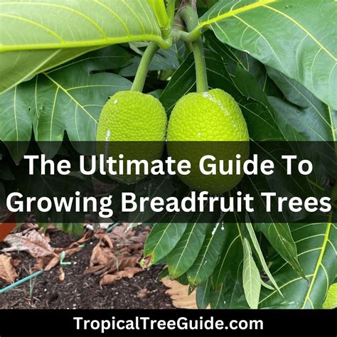 How to Grow Breadfruit Tree - Plant Care & Tips | NorwichGardener