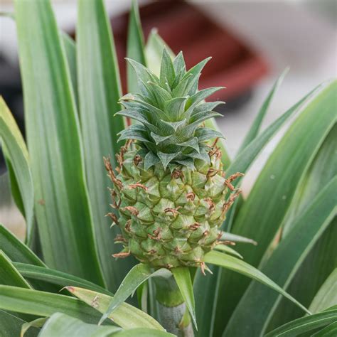 10 Easy Steps for Planting a Pineapple at Home