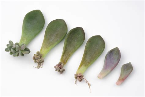Tips for Planting Succulent Leaf: A Beginner's Guide.