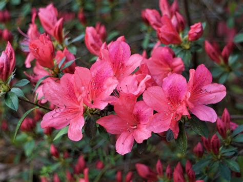 Step-by-Step Guide on Planting Azaleas for Lush Blooms