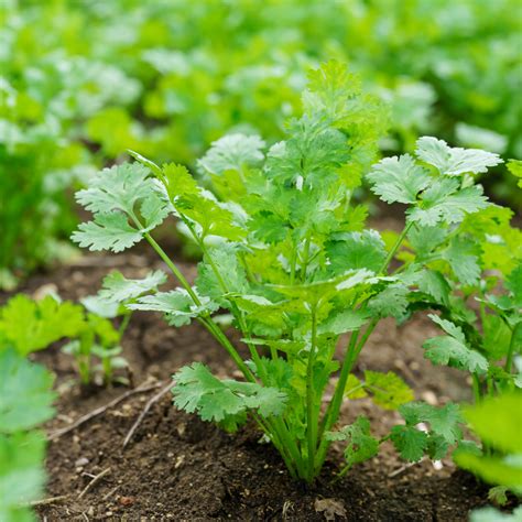Expert Tips: Planting Cilantro for a Bountiful Harvest