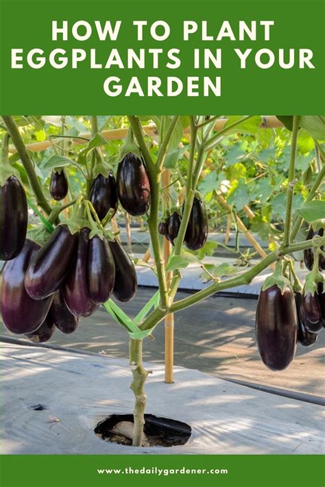 Master the Art of Eggplant Planting: A Comprehensive Guide