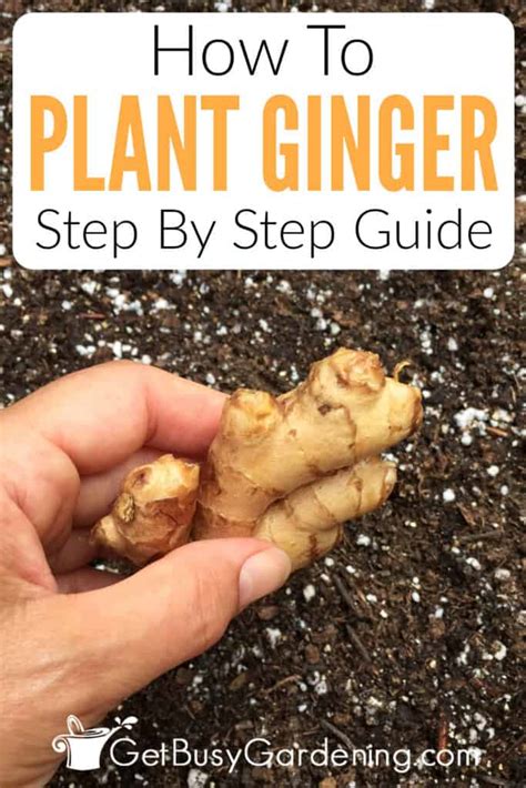 10 Simple Steps for Planting Ginger in Your Garden