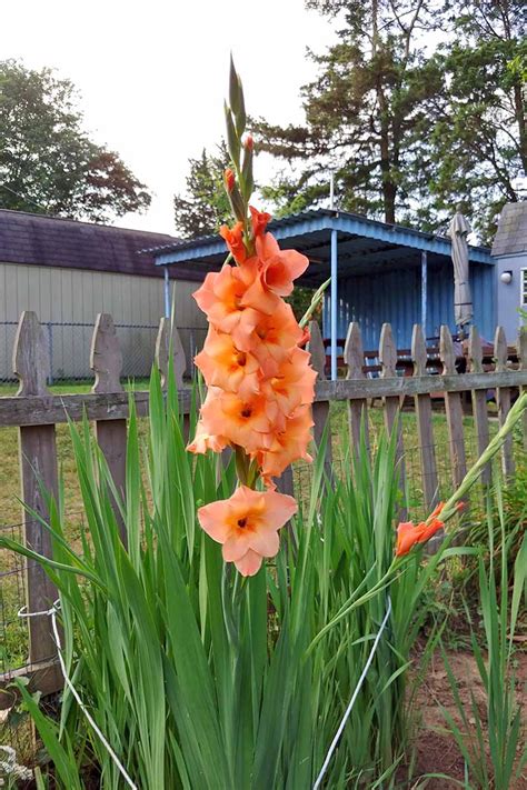 Learn the Perfect Technique for Planting Gladiolus Bulbs