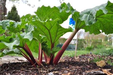 Expert Tips for Successfully Planting Rhubarb in Your Garden