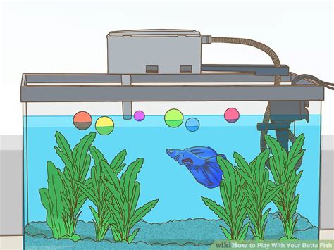 How To Play With Betta Fish