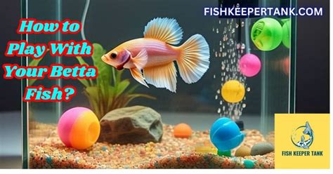 How To Play With Your Betta Fish