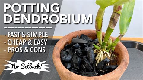 How To Pot Dendrobium Orchids