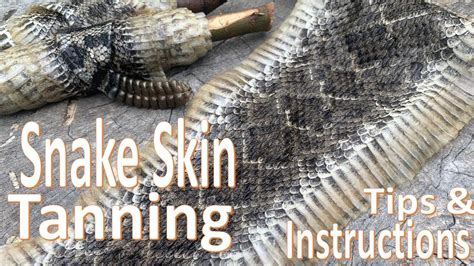 Unveiling the Secret: Learn How to Keep Your Snake Skin In Immaculate Condition!