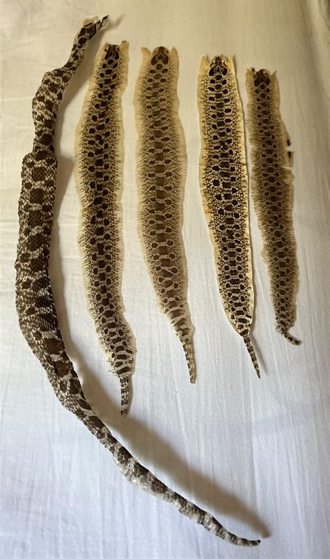 Master the Art of Snakeskin Preservation: A Step-by-Step Guide to Properly Shedding and Caring for Your Reptile's Skin