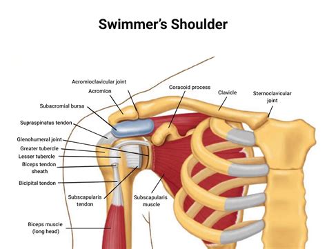 How To Prevent Common Shoulder Injuries For Swimmers