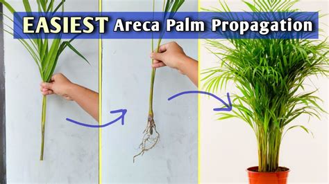 Growing Palm Trees From Cuttings - Learn About Windmill Palm Propagation