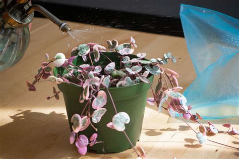How To Propagate String Of Hearts