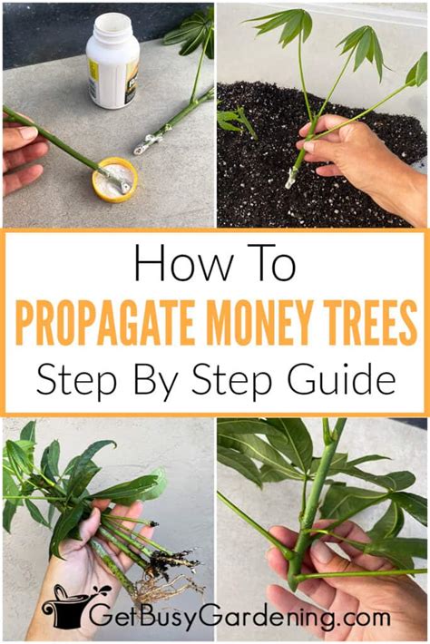 How To Propogate Money Tree